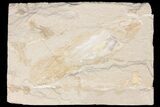 Very Rare, Fossil Coelacanth (Macropomoides) - Lebanon #163545-2